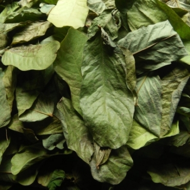 Cassia Alata Leaves Powder Manufacturer