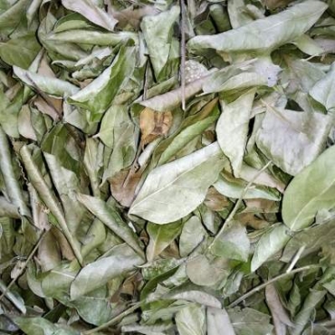 Curry Leaves Manufacturer