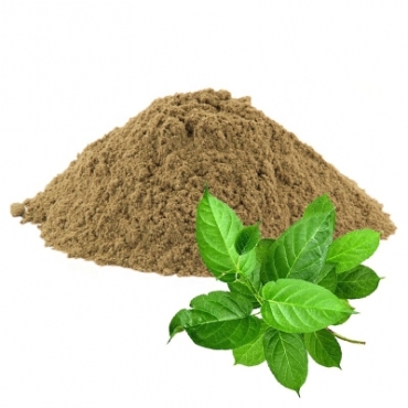 Gymnema Sylvestre Manufacturer in Singapore