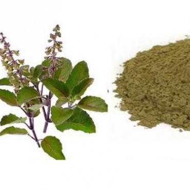 Vana Tulsi Powder Manufacturer in Ireland