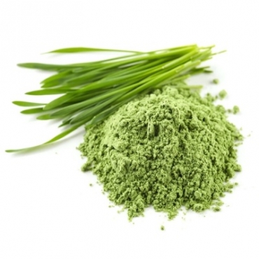 Wheat Grass Powder Manufacturer in South Africa